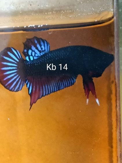 ปลากัดมาเลย์