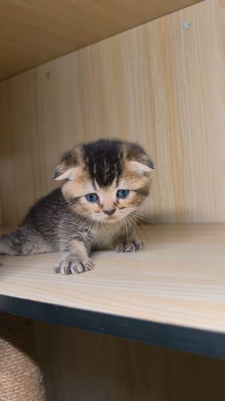 สก็อตติชแท้ รูปที่ 4