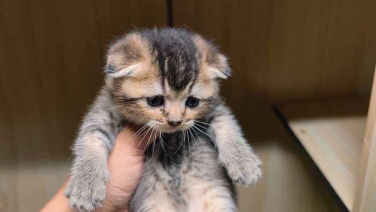 สก็อตติชแท้