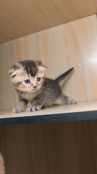 สก็อตติชแท้ รูปที่ 5