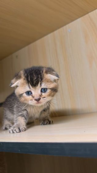 สก็อตติชแท้ รูปที่ 2