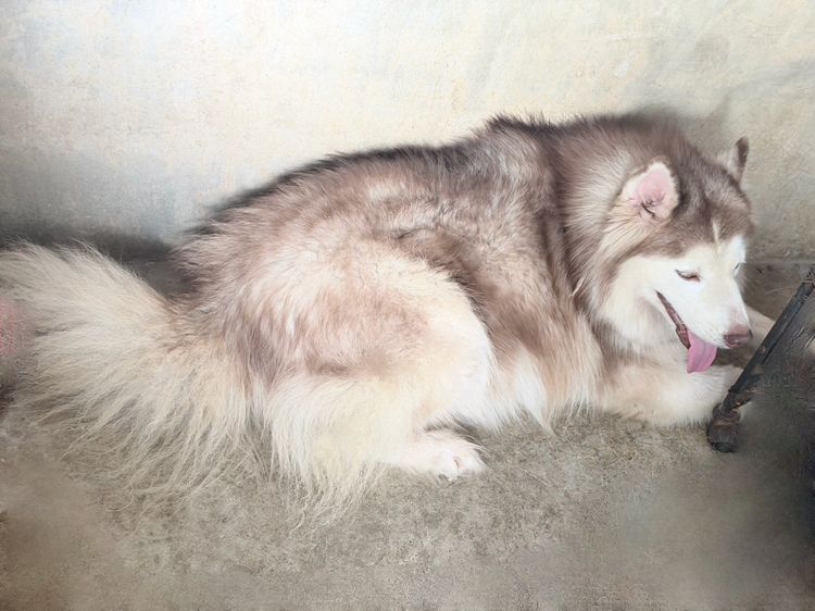 แม่พันธุ์ไซบีเรียน