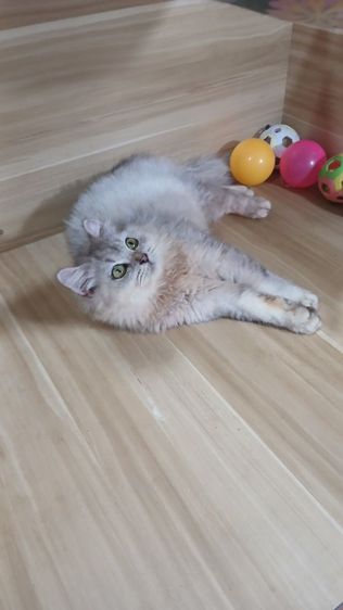 แมวสก้อตติช สีซิลเวอร์ เพศเมียตำหนิหูไม่สวย ตรวจหัดแมวฟรีรับประกันเอดส์แมวกับรูคีเมียคะ รูปที่ 5