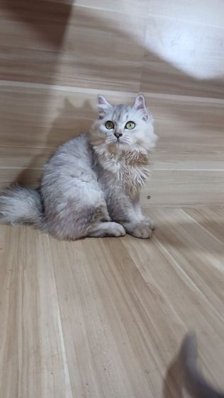 แมวสก้อตติช สีซิลเวอร์ เพศเมียตำหนิหูไม่สวย ตรวจหัดแมวฟรีรับประกันเอดส์แมวกับรูคีเมียคะ รูปที่ 9