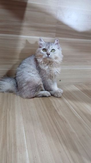 แมวสก้อตติช สีซิลเวอร์ เพศเมียตำหนิหูไม่สวย ตรวจหัดแมวฟรีรับประกันเอดส์แมวกับรูคีเมียคะ รูปที่ 10