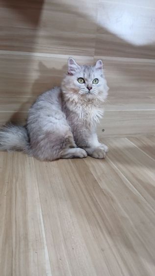 แมวสก้อตติช สีซิลเวอร์ เพศเมียตำหนิหูไม่สวย ตรวจหัดแมวฟรีรับประกันเอดส์แมวกับรูคีเมียคะ รูปที่ 11