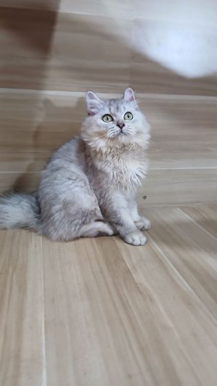 แมวสก้อตติช สีซิลเวอร์ เพศเมียตำหนิหูไม่สวย ตรวจหัดแมวฟรีรับประกันเอดส์แมวกับรูคีเมียคะ รูปที่ 8