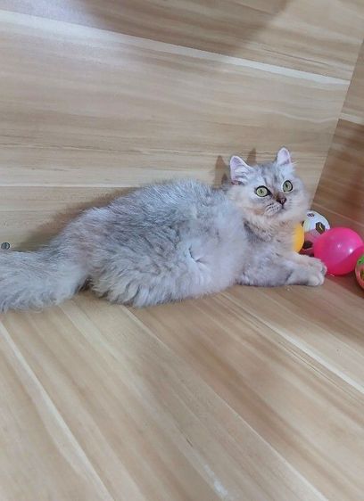 แมวสก้อตติช สีซิลเวอร์ เพศเมียตำหนิหูไม่สวย ตรวจหัดแมวฟรีรับประกันเอดส์แมวกับรูคีเมียคะ รูปที่ 2