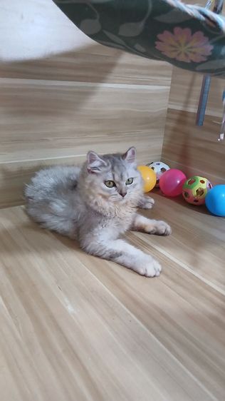 แมวสก้อตติช สีซิลเวอร์ เพศเมียตำหนิหูไม่สวย ตรวจหัดแมวฟรีรับประกันเอดส์แมวกับรูคีเมียคะ รูปที่ 3