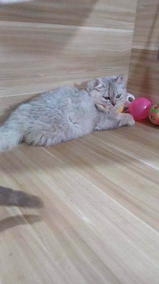 แมวสก้อตติช สีซิลเวอร์ เพศเมียตำหนิหูไม่สวย ตรวจหัดแมวฟรีรับประกันเอดส์แมวกับรูคีเมียคะ รูปที่ 7