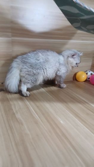 แมวสก้อตติช สีซิลเวอร์ เพศเมียตำหนิหูไม่สวย ตรวจหัดแมวฟรีรับประกันเอดส์แมวกับรูคีเมียคะ รูปที่ 4