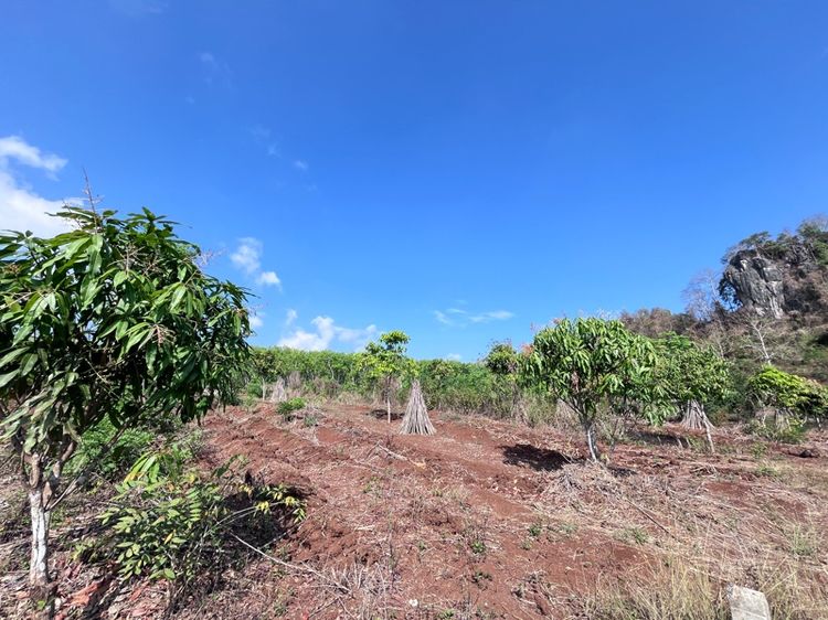 ขายที่ดิน2ไร่ จำนวน2แปลง รวม4ไร่ ราคาแปลงละ600,000(ต่อรองได้) รูปที่ 3