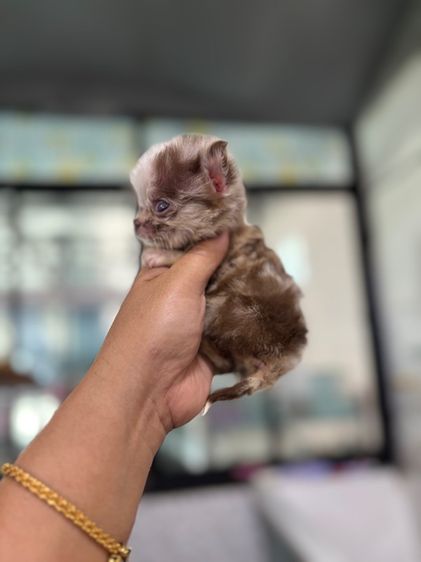 ขายชิวาวาวาขนยาวเมีย สายเลือดดี สีเมอร์เลย์ไซด์T-cup รูปที่ 6