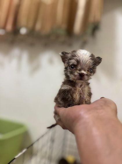 ขายชิวาวาวาขนยาวเมีย สายเลือดดี สีเมอร์เลย์ไซด์T-cup รูปที่ 9