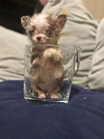 ขายชิวาวาวาขนยาวเมีย สายเลือดดี สีเมอร์เลย์ไซด์T-cup รูปที่ 2