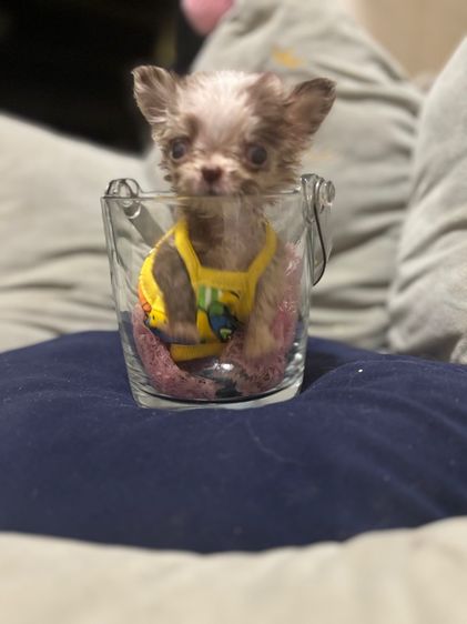 ชิวาวา (Chihuahua) เล็ก ขายชิวาวาวาขนยาวเมีย สายเลือดดี สีเมอร์เลย์ไซด์T-cup