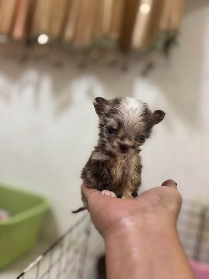 ขายชิวาวาวาขนยาวเมีย สายเลือดดี สีเมอร์เลย์ไซด์T-cup รูปที่ 8