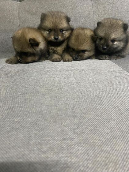 ปอมแท้ผู้1เมีย4ครับมีเล็กใหญ่ครับสนใจทักสอบถามใด้ครับ