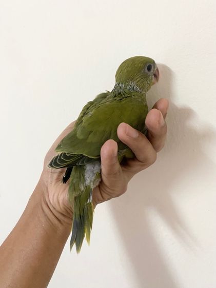 ลูกป้อนริงเนค ผู้,เมียพร้อมใบ รูปที่ 2