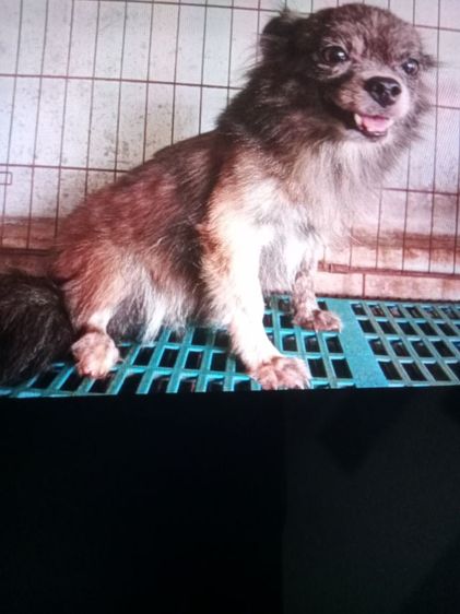 แม่พันธ์ชิวาวาลายเสือ รูปที่ 2