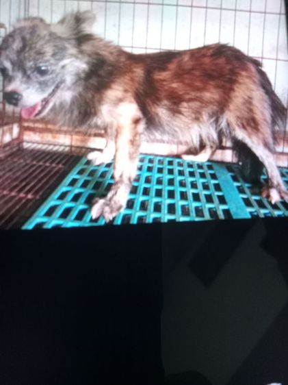 ชิวาวา (Chihuahua) เล็ก แม่พันธ์ชิวาวาลายเสือ