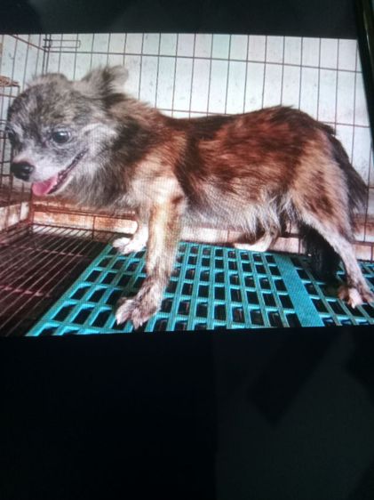 แม่พันธ์ชิวาวาลายเสือ รูปที่ 3