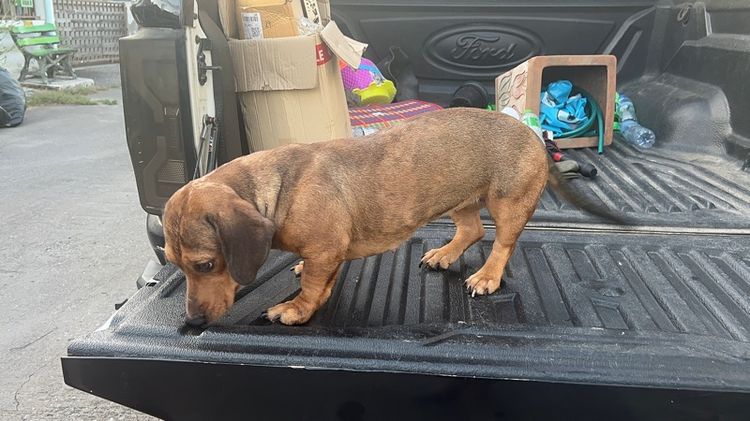 ลูกผสม ดัชชุนxบลูลี่ รูปที่ 4