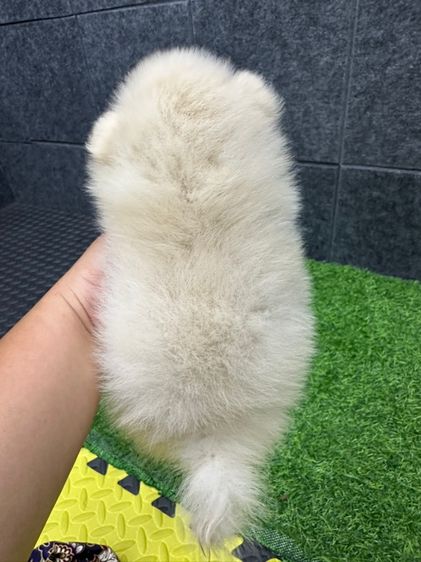 เด็กชาย รูปที่ 3