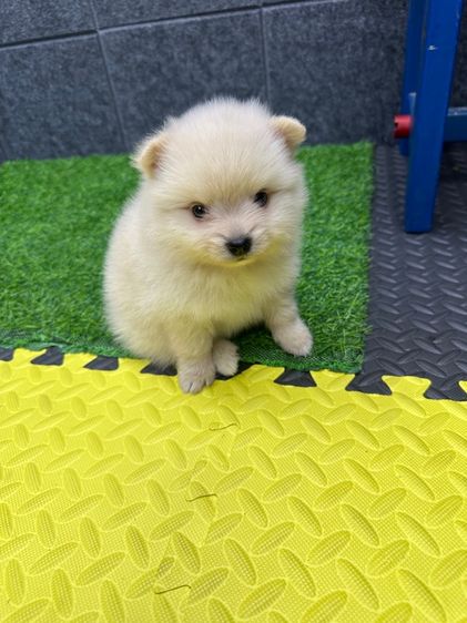 ปอมเมอเรเนียน (Pomeranian) เล็ก เด็กชาย