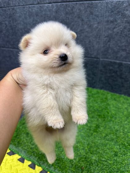 เด็กชาย รูปที่ 2