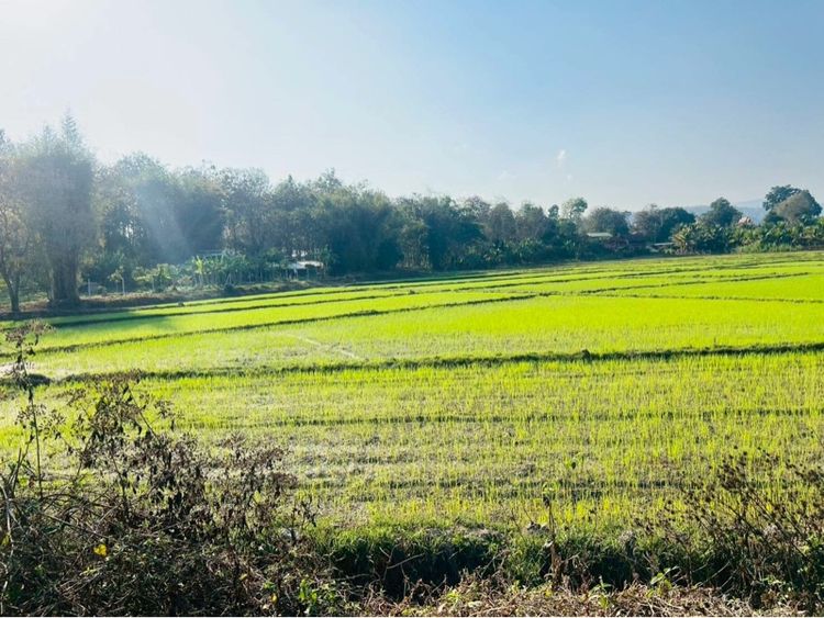 ที่ดิน อ.เเม่เเตง จ.เชียงใหม่ รูปที่ 11