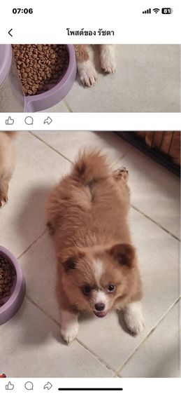 สุนัขปอมผสมขิวาว่า รูปที่ 2