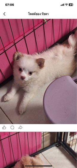 สุนัขปอมผสมขิวาว่า