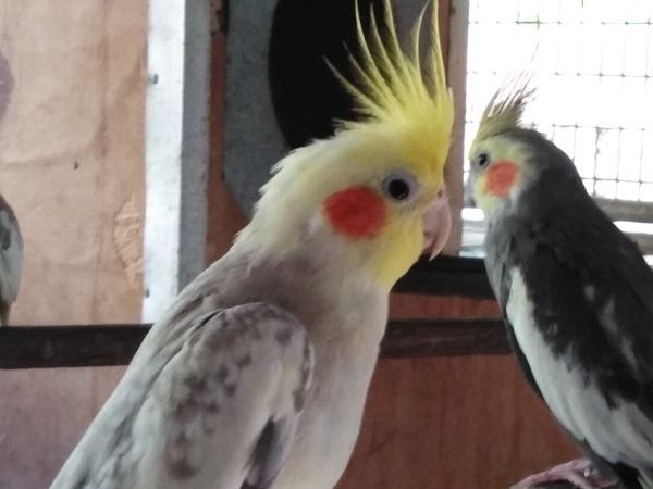 ค๊อกคาเทลพร้อมทำ  รูปที่ 4