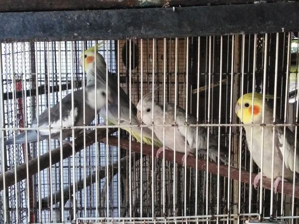 ค๊อกคาเทลพร้อมทำ  รูปที่ 2