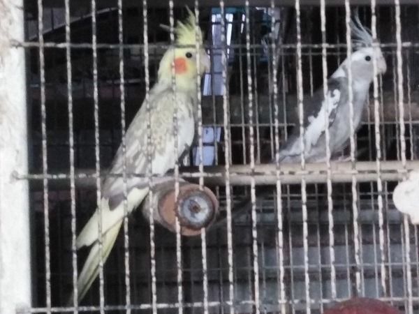 ค๊อกคาเทลพร้อมทำ  รูปที่ 5