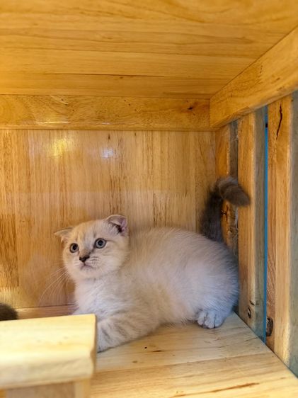 แมวสก็อตติช แบ่งเลี้ยงเบาๆค่ะ รูปที่ 6