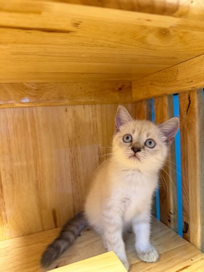 แมวสก็อตติช แบ่งเลี้ยงเบาๆค่ะ รูปที่ 4