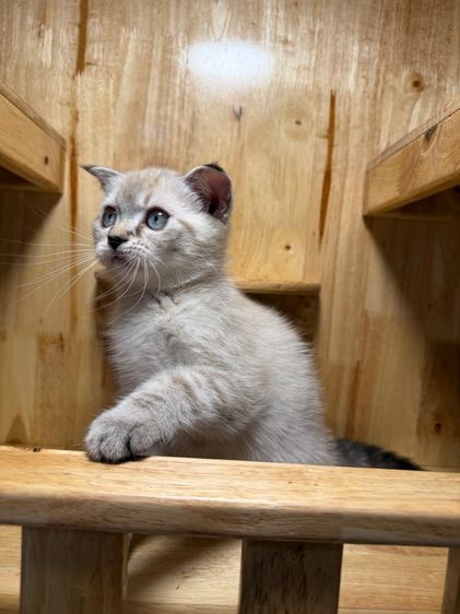 แมวสก็อตติช แบ่งเลี้ยงเบาๆค่ะ รูปที่ 3