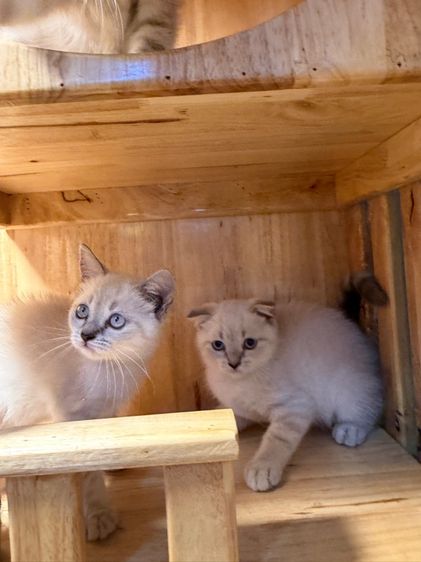 แมวสก็อตติช แบ่งเลี้ยงเบาๆค่ะ รูปที่ 5