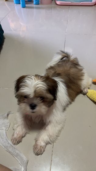 ชิสุ (Shih Tzu) เล็ก ชิสุ