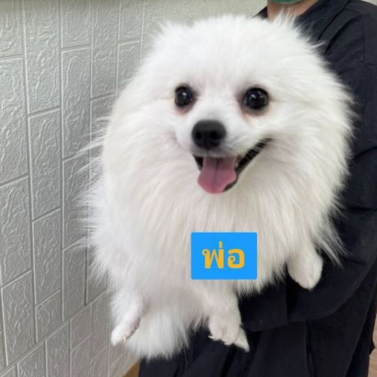 •ลูกปอม 3 เดือน• รูปที่ 9