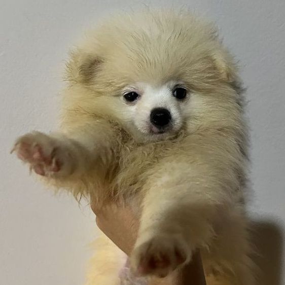 •ลูกปอม 3 เดือน• รูปที่ 4