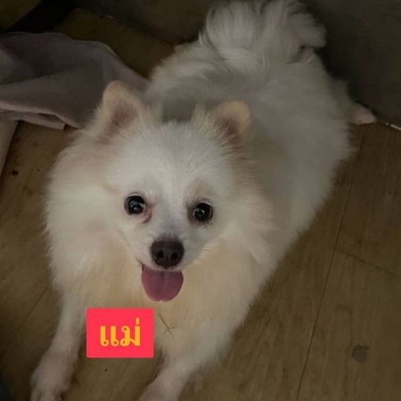 •ลูกปอม 3 เดือน• รูปที่ 7