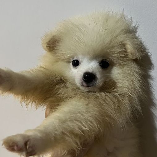 ปอมเมอเรเนียน (Pomeranian) เล็ก •ลูกปอม 3 เดือน•