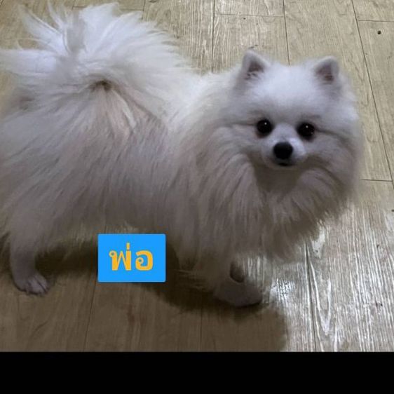 •ลูกปอม 3 เดือน• รูปที่ 8