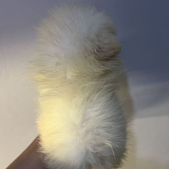 •ลูกปอม 3 เดือน• รูปที่ 3