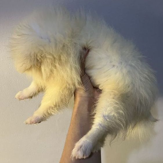 •ลูกปอม 3 เดือน• รูปที่ 2