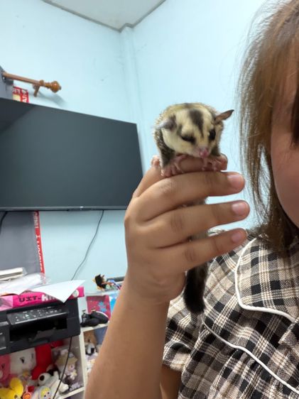 น้องชูก้าไกลเดอร์ รูปที่ 3