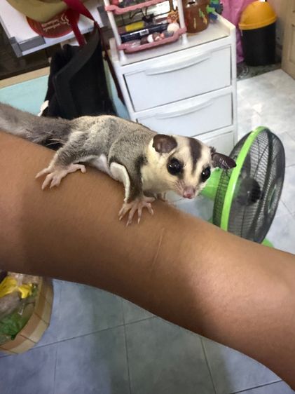 น้องชูก้าไกลเดอร์